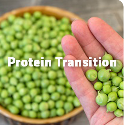 Protein Transition 