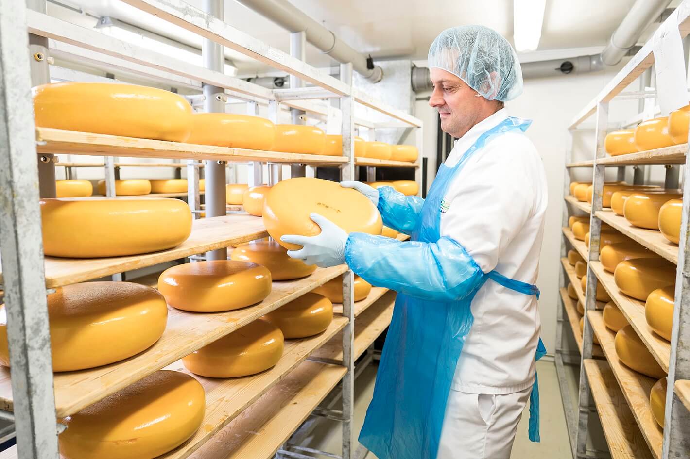 Targeted selection of cultures for tasty cheeses