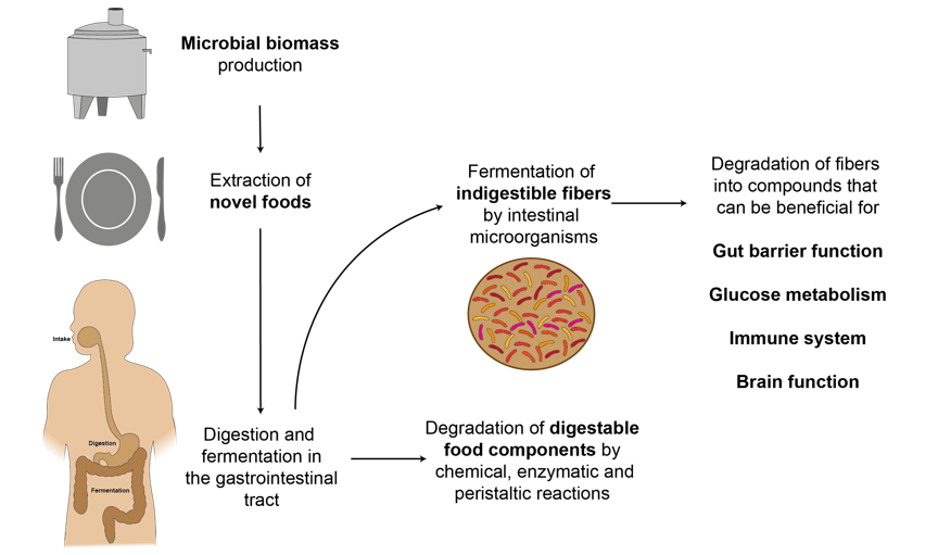 microbial biomass
