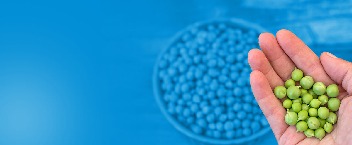 Improving the sensory experiences of plant proteins