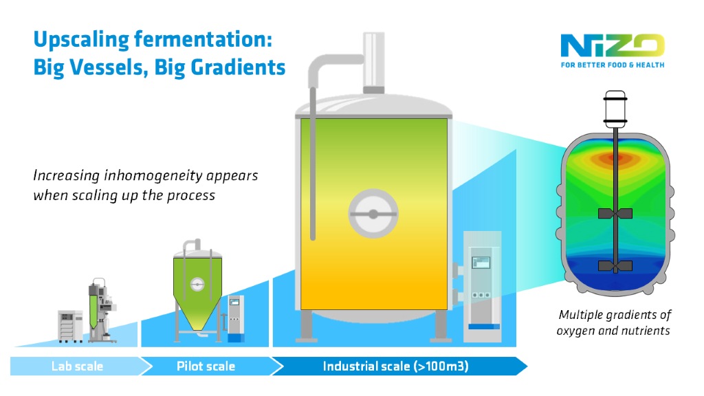 Upscaling fermentation: big vessels, big gradients
Increasing inhomogeneity appears when scaling up the process