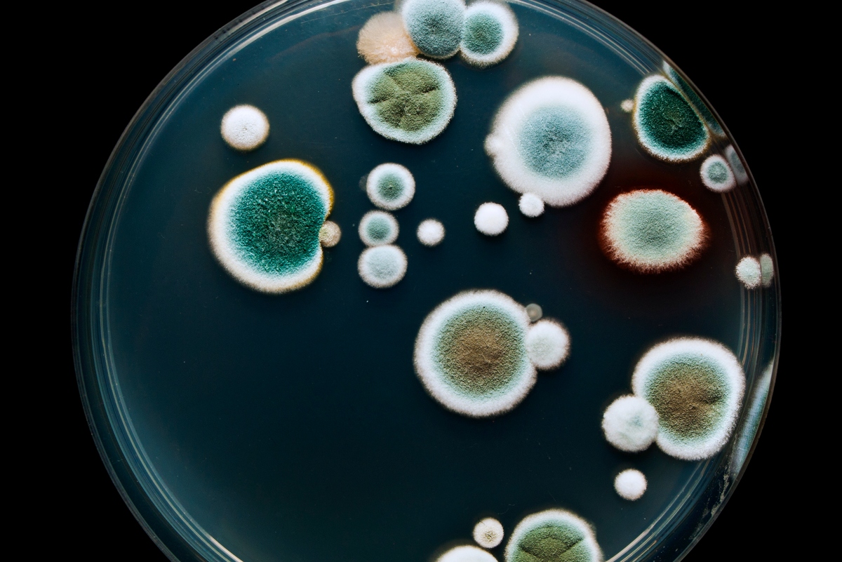 Are micro-organisms responsible for your chemical spoilage?