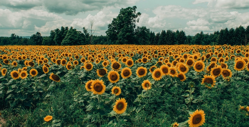 Time-travelling Milkman and partners NIZO Food Research and Duynie receive regional funding to develop sustainable plant-based food ingredients 