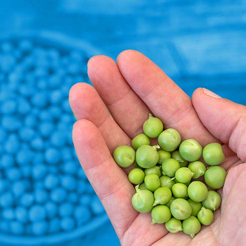 Using and optimising membrane filtration for extracting plant proteins