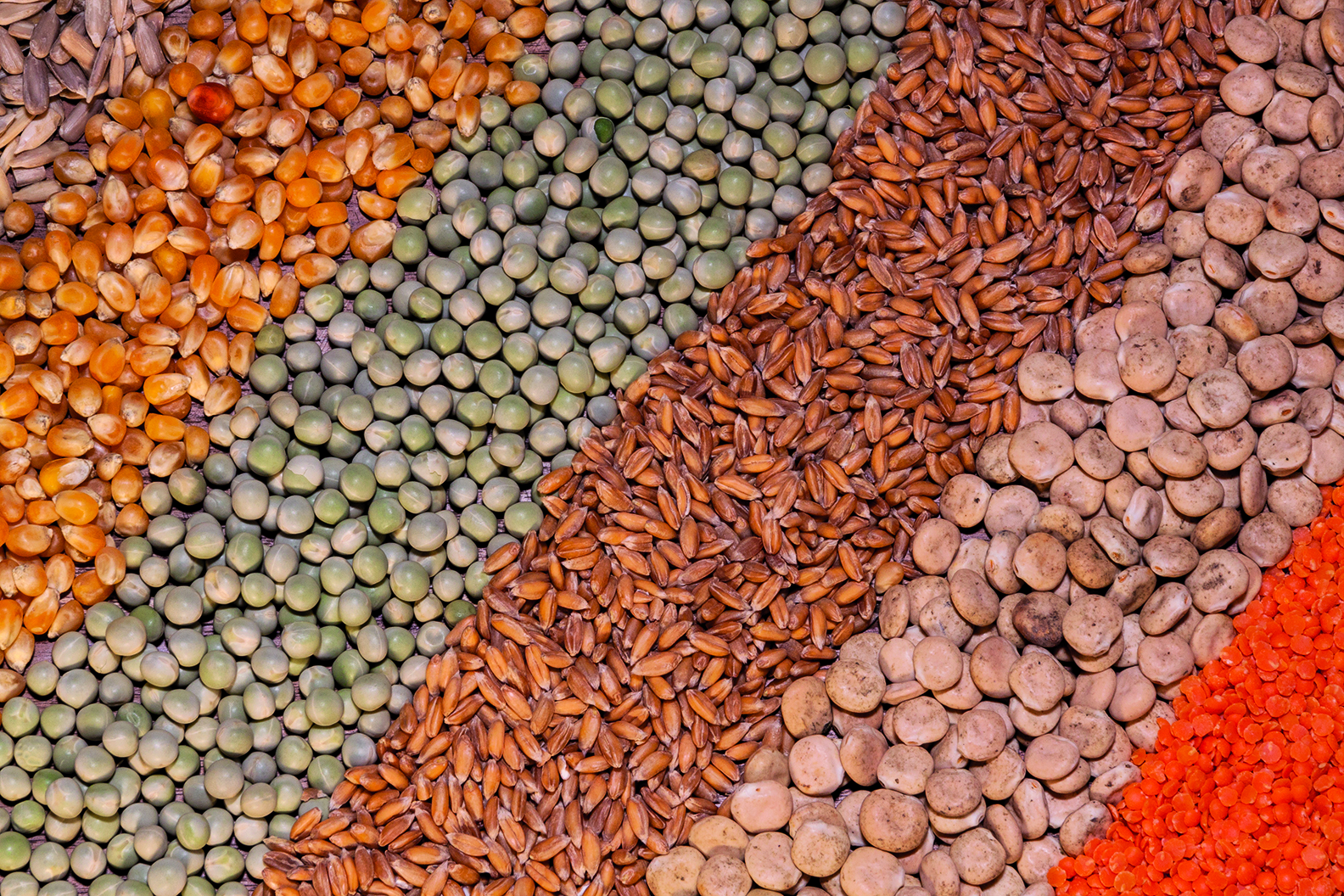 ECONEXT – Enabling protein CONcentrates for EXTrusion