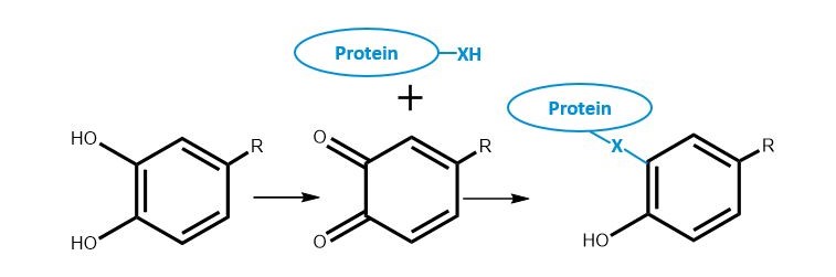 An example of how an oxidised polyphenol can bind with a protein.