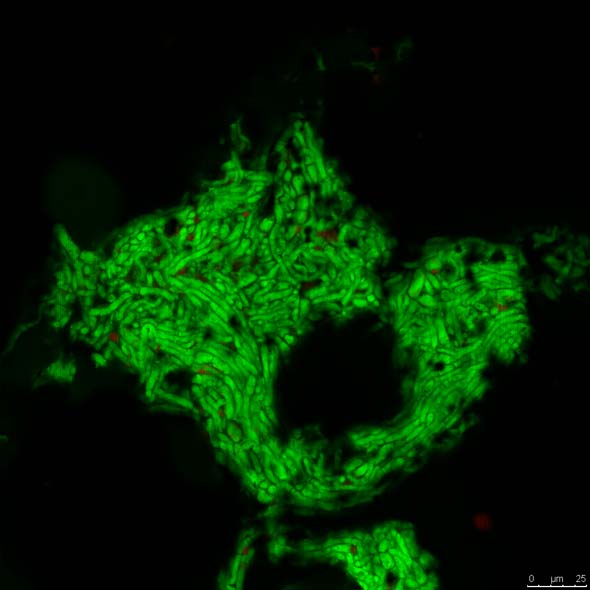 Fungal mycelia