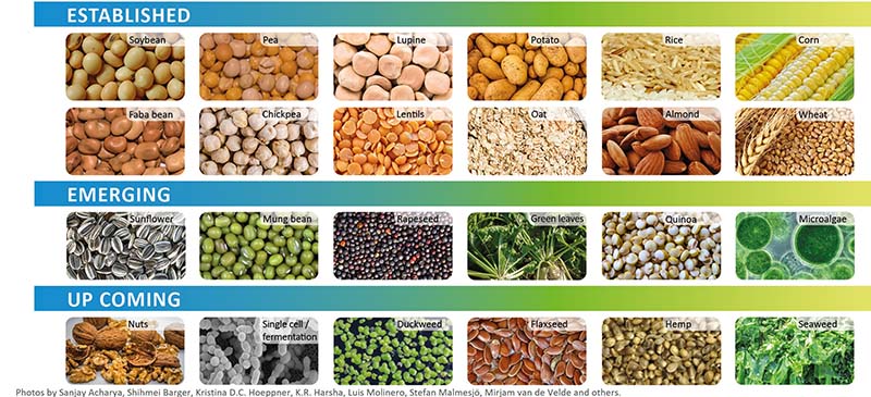 Scaling up plant protein production processes